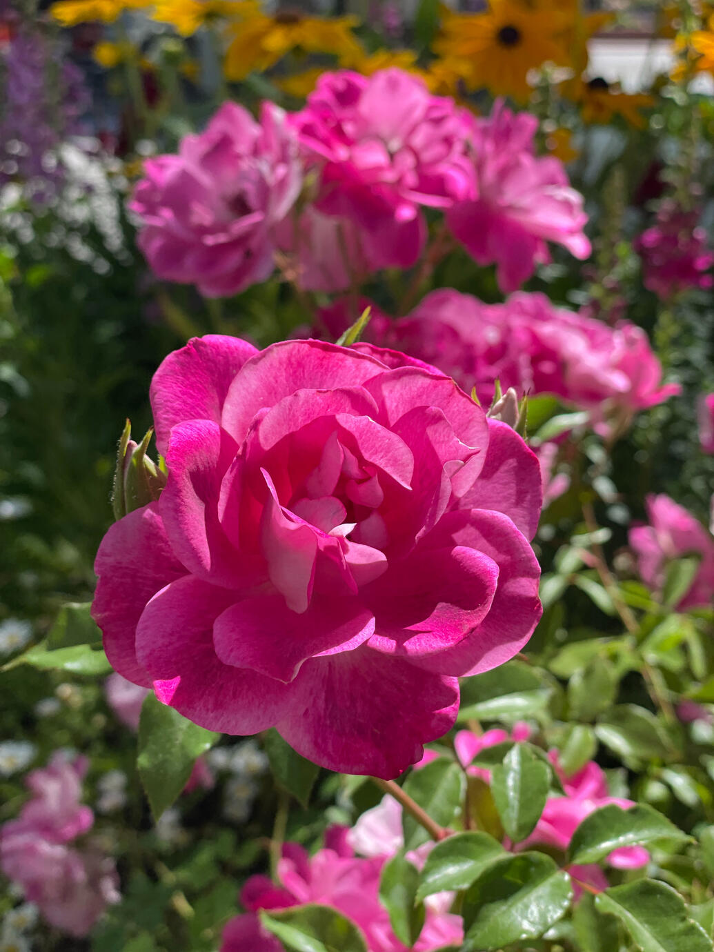 Rose à Yvoire