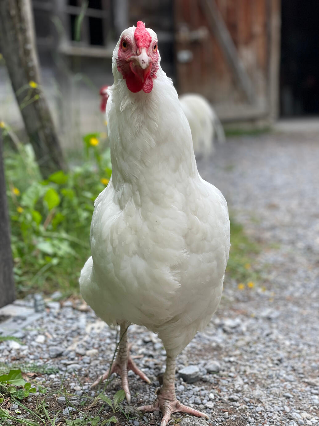 En direct de la ferme